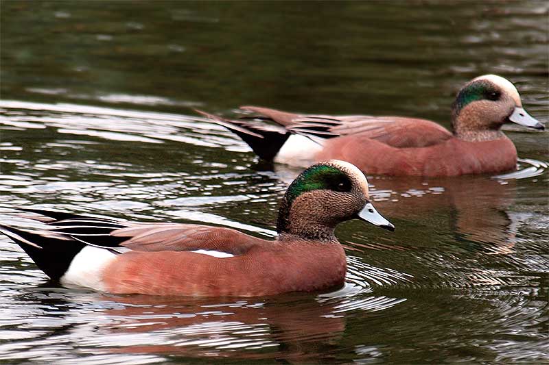 American Wigeon