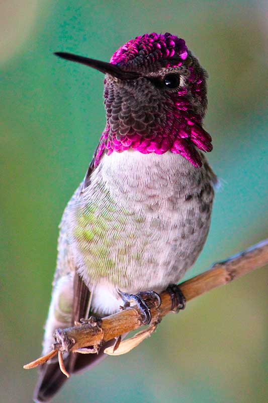 Anna's Hummingbird