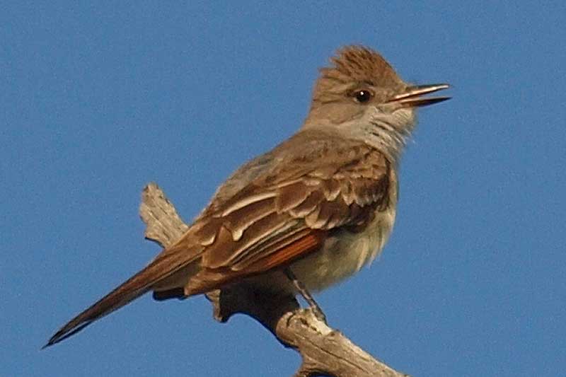 Ash-throated Flycatcher