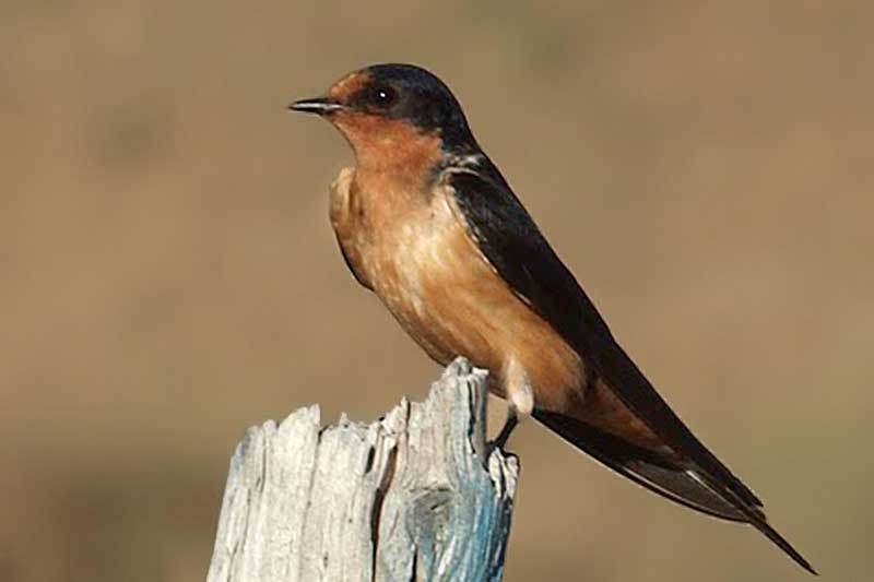 Barn Swallow