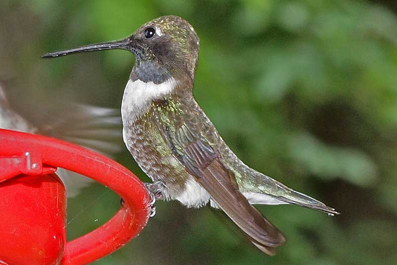 Black-chinned Hummingbird