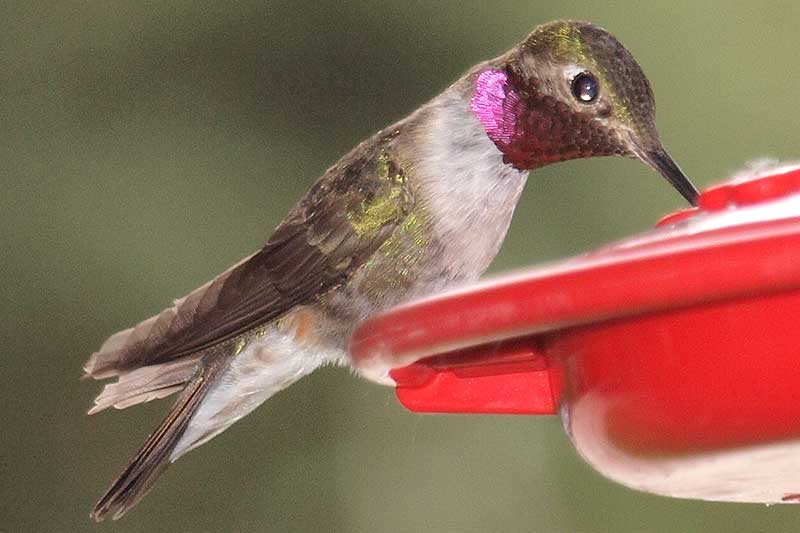 Broad-tailed Hummingbird