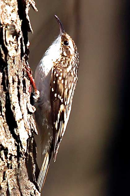 Brown Creeper