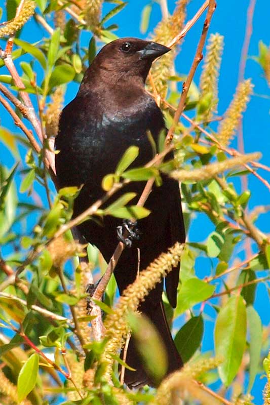 Brown-headed Cowbird