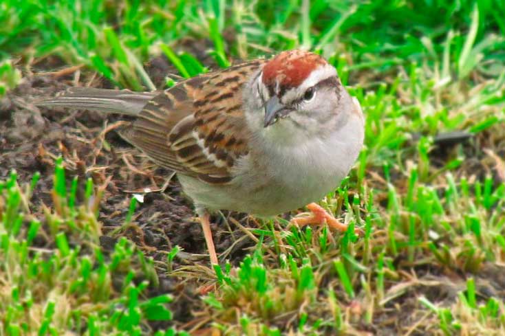 Chipping Sparrow