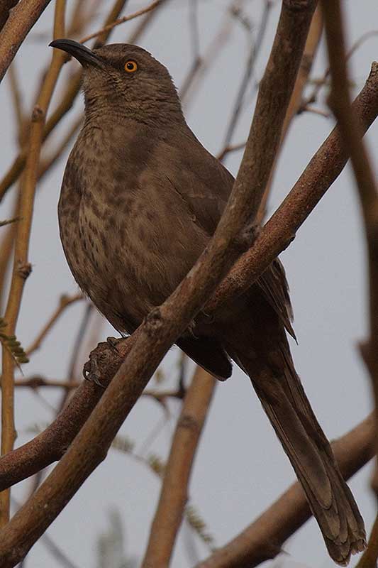 Curve-billed Thrasher