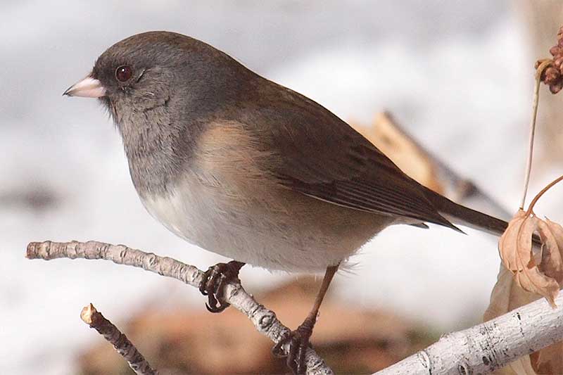 Dark-eyed Junco