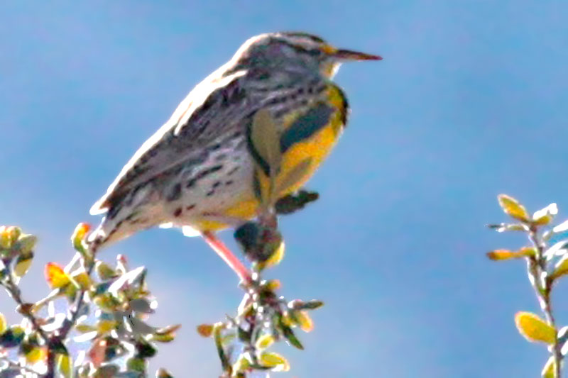 Eastern Meadowlark Lilians