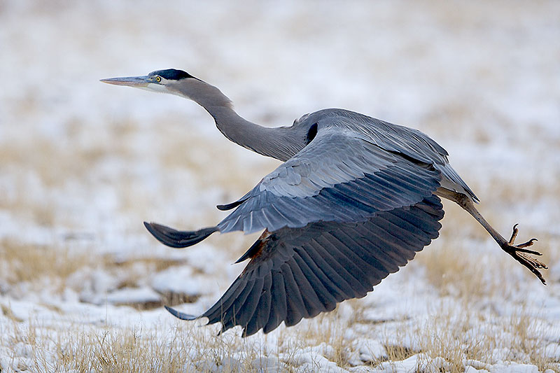 Great Blue Heron