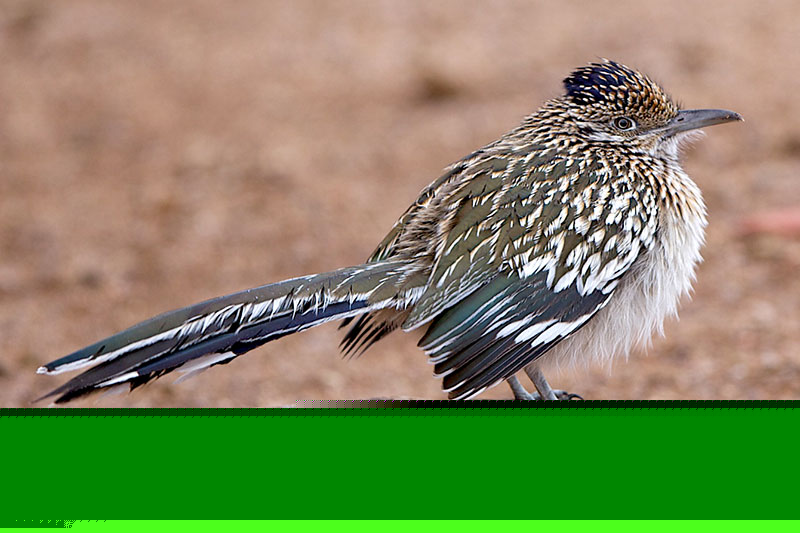 Greater Roadrunner