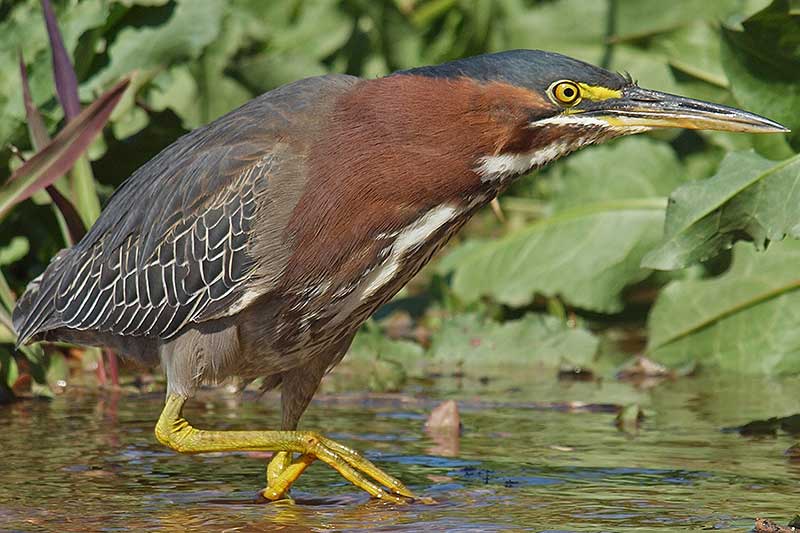 Green Heron