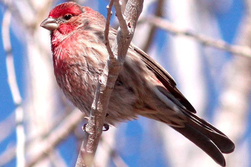 House Finch