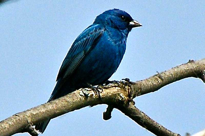 Indigo Bunting