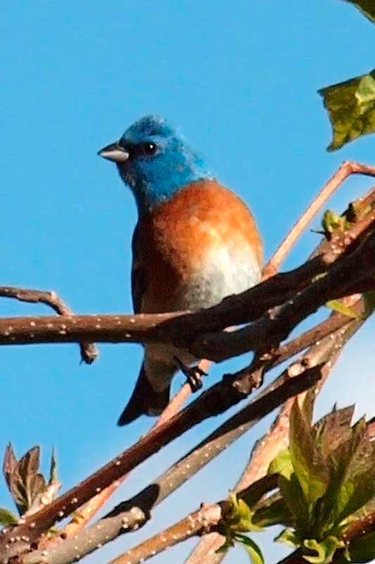 Lazuli Bunting