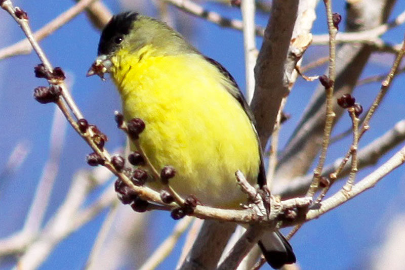 Lesser Goldfinch