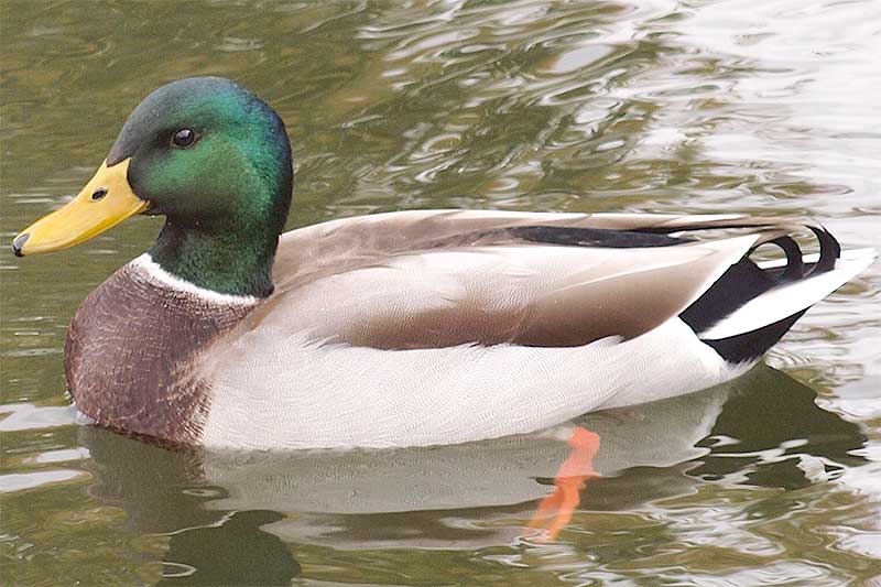 Mallard