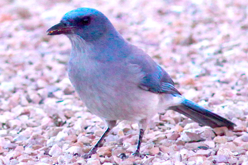 Mexican Jay