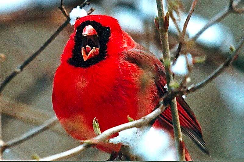 Northern Cardinal