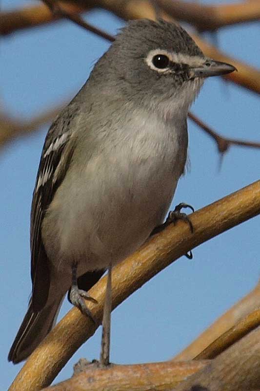 Plumbeous Vireo