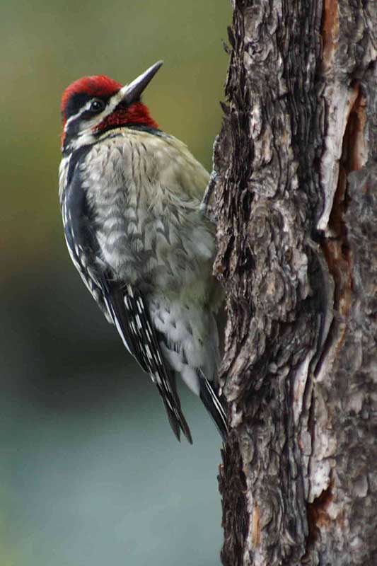 Red Naped Sapsucker