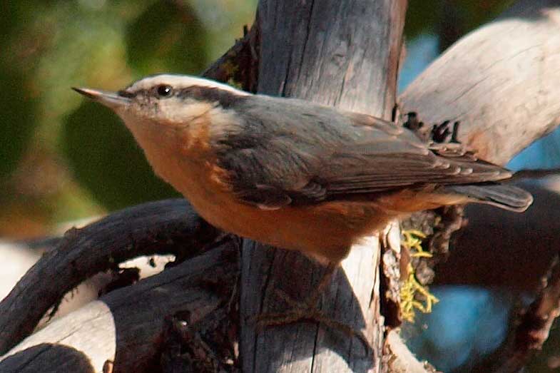 Red-breasted Nuthatch