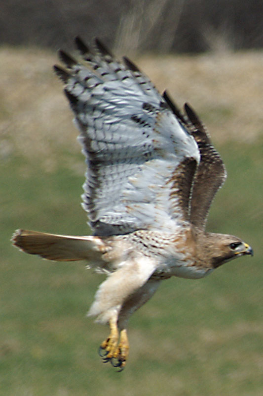 Red-tailed Hawk