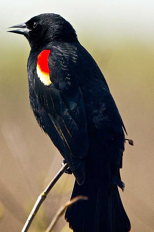 Red-winged Blackbird