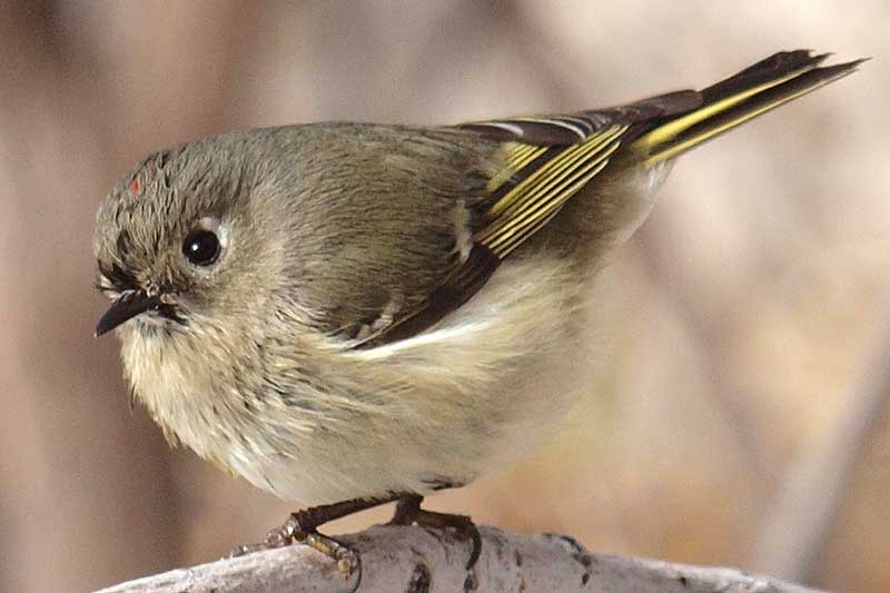 Ruby-crowned Kinglet