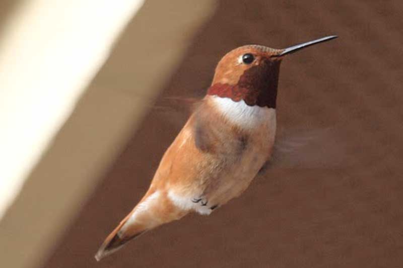 Rufous Hummingbird