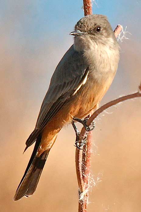 Say's Phoebe