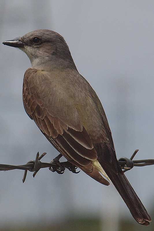 Western Kingbird