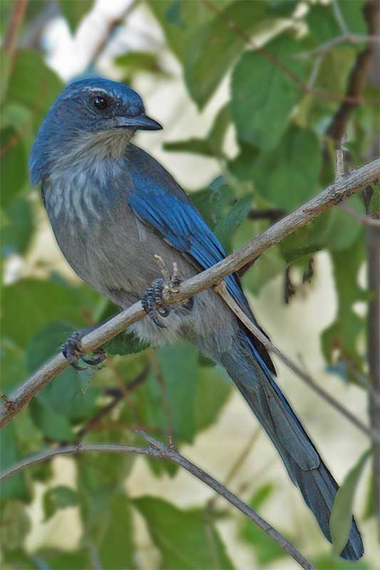 Western Scrub-Jay.jpg