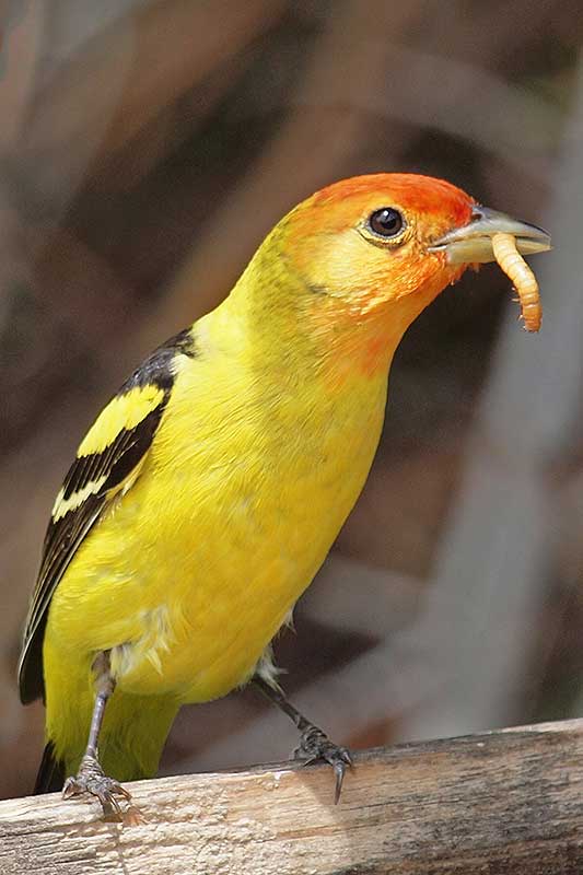 Western Tanager