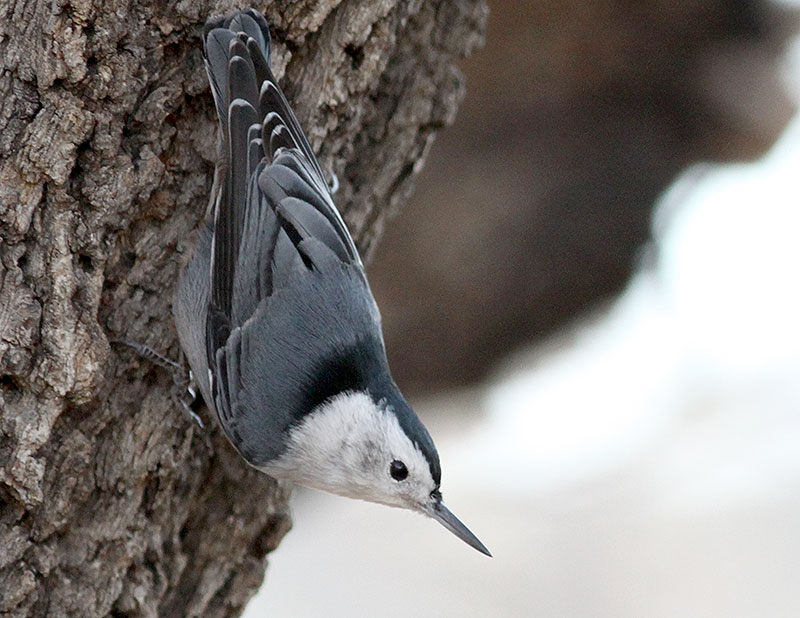 White-breasted Nuthatch