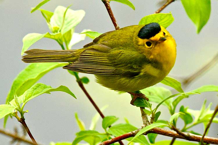 Wilson's Warbler