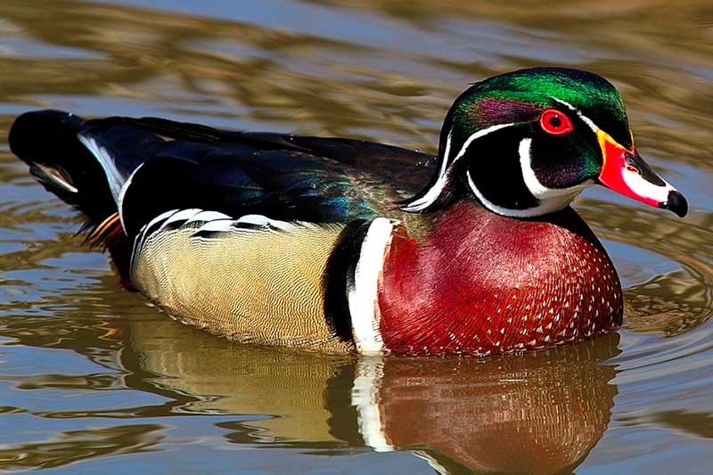 Wood Duck